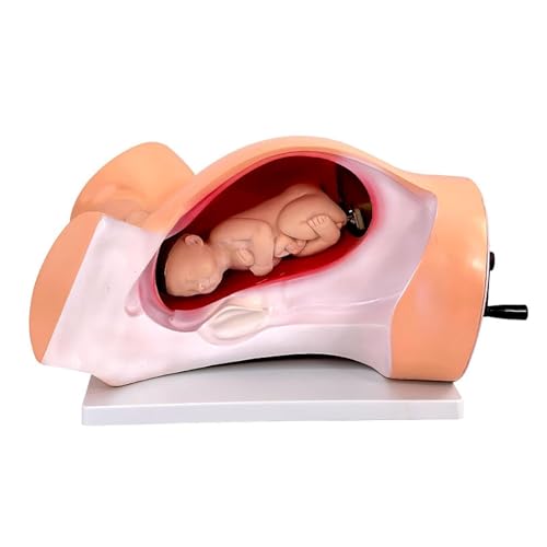 Simulateur d'entraînement fœtal AMITD utérus de bébé enseignement médical