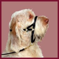 Dogmatic Leather Headcollar Black Size 5l Desertcart Seychelles