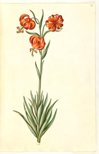 Peinture Poster Lilium Pomponium Holtzbecker Affiche d'Art Premium