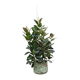Plantenboetiek.nl