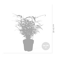 Bloomique - Fargesia Rufa - Bambus Pflanze - Gartenpflanze - Balkonpflanzen - Winterhart - Nicht Invasiv - Höhe 10-20 cm - Topf 10 cm – Ansicht 3