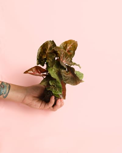 Syngonium Maria | Mini Planta Natural | Pur Plant