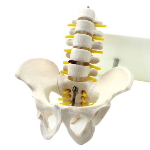 BONEW Half Life-Size Pelvis with 5pcs Lumbar Vertebrae Anatomy Model 19cm high