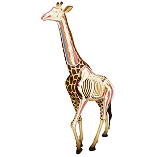 Modello Animale, Modello anatomico della Giraffa, Modello scientifico Anatomia Animale, 27 organi, Modello didattico sugli Animali, Mostra Ricerca educativa