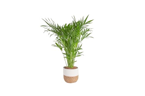 Costa Farms Cat Palm