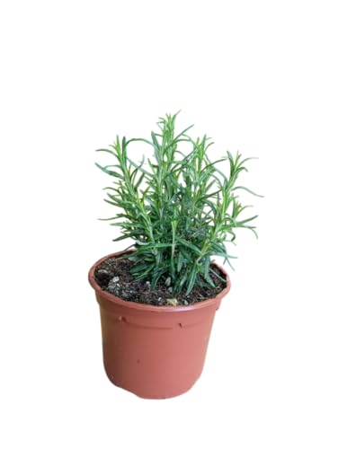 Planta de Romero Natural Perfecto para Jardinería y de Uso Culinario