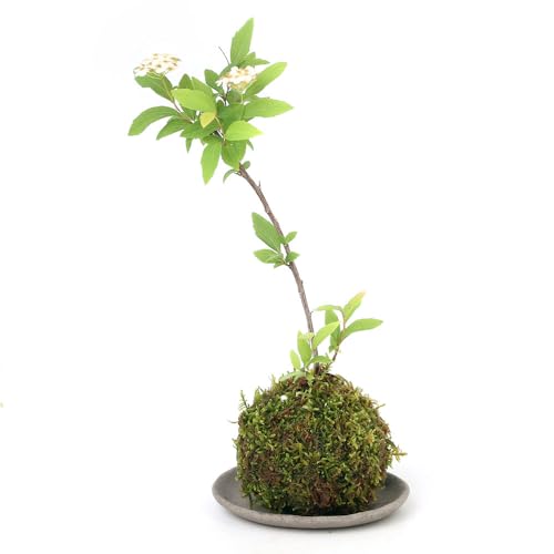 【charm】(盆栽)受け皿付き 苔玉 品種おまかせ コデマリ(小手毬)(1個)観葉植物 コケ玉