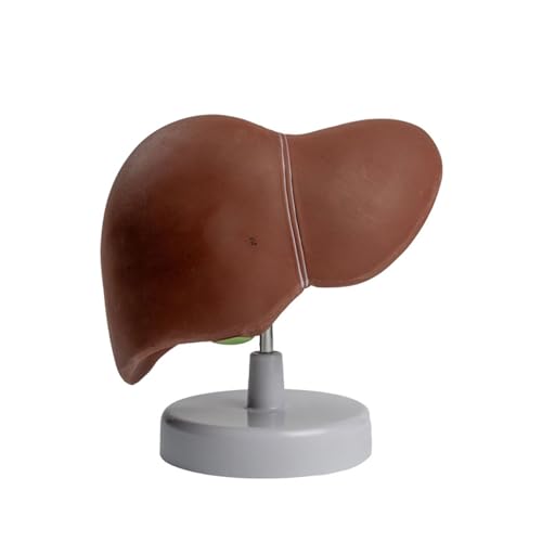 Modelo de anatomía hepática para estudio universitario y preparación de ponencias científicas