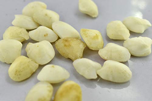 Shree Shyam Gems and Jewellery Original Machmani Stone/Machh Mani/Machmani Stone/Machhmanni