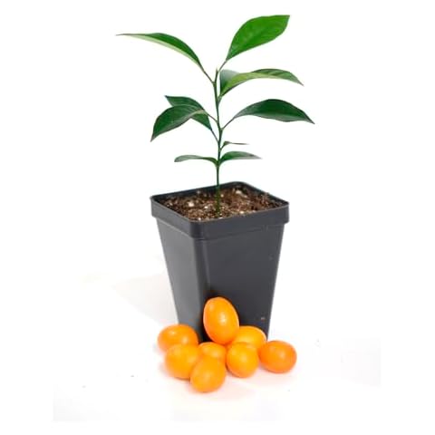 Kumquat Tree Starter Plant. Fortunella Margarita. 3" - 5" Cover