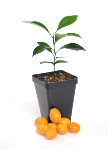 Kumquat Tree Starter Plant. Fortunella Margarita. 3 - 5
