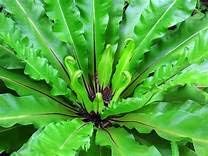 See full amazon price history chart for Questa Nursery Birds Nest Fern Plant. Questa Nursery Birds Nest Fern Plant. (B0D9H9D253) Amazon Price History, Amazon Price Tracker