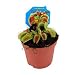 Dionaea Venusfliegenfalle