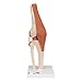 3B Scientific A82/1 Deluxe Functional Knee Joint Model, 12.6" Height