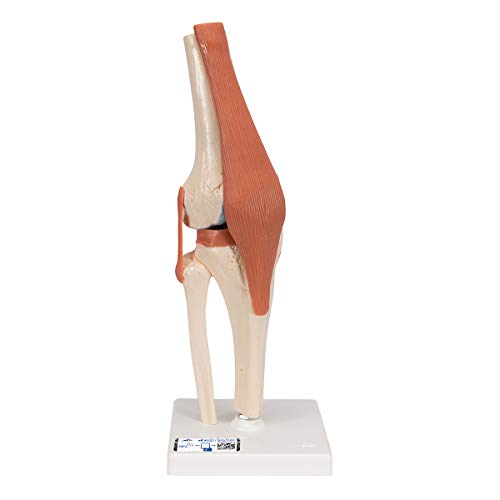 3B Scientific A82/1 Deluxe Funktionsmodell des Kniegelenks + kostenlose Anatomie-Software - 3B Smart Anatomy (evtl. nicht in deutscher Sprache)