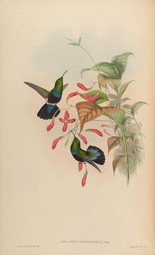 Impression Eulampis John Gould affiche dart de qualite pour decoration