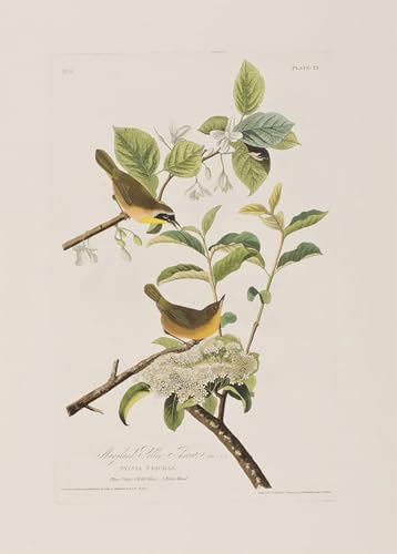 Lienzo de aves de América por John Audubon cuadro para sala 60x90cm