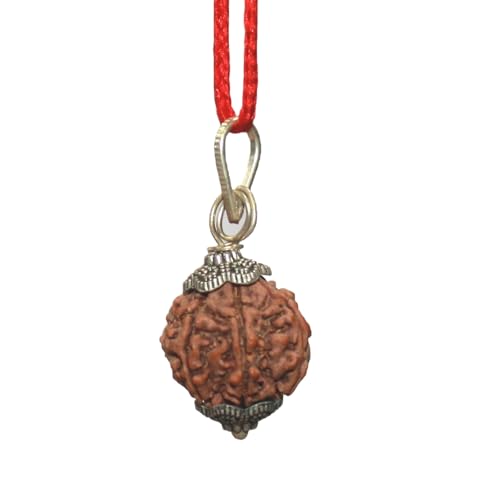 Rudraksha 6 Mukhi Népal pendentif pour retrouver la concentration
