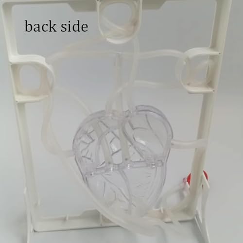Modèle de cœur et de circulation AMITD à LED pour simplifier les notions d'anatomie complexes - 3