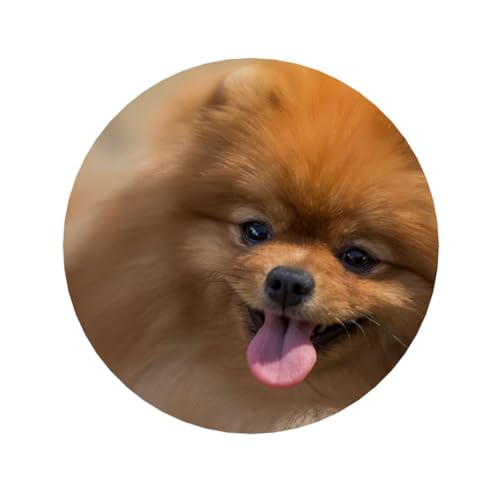 WSHFFILO Gelber Pomeranian Kühlschrankmagnet