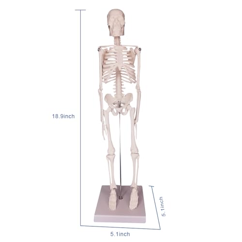 Image of Anatomical Human Skeleton Model, a 17-inch Mini Human Skeleton Model with Movable arms and Legs, a Scientific Model for Studying The Basic Details of The Human Skeletal System