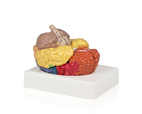 Vision Scientific VAB444-N Regional Brain - 3 Parts | Color-Coded Regions | Include Frontal, Parieta - //medicalbooks.filipinodoctors.org