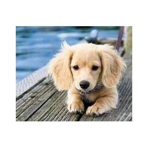 Dog Eye Vitamins Support Small Breed – Dogs Total Health Complex – Natural – Best Hair Coat Immune Eye Teeth UTI Health – Lutein and zeaxanthin for Dogs – 2 Bottles (120 Treats)