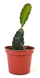 9GreenBox - Dragon Fruit Plant - 3'' Pot Live Plant Ornament Decor for Home, Kitchen, Office, Table, Desk - Attracts Zen, Luck, Good Fortune - Non-GMO, Grown in The USA