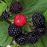 Halbschwarzer Himbeerstrauch! DOLCE Squisita della Frutta! PETTINE. S/H! Sehen Sie sich unsere Einzahlung an!