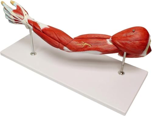 Modelo anatómico muscular del brazo humano de 7 piezas con hombro y mano