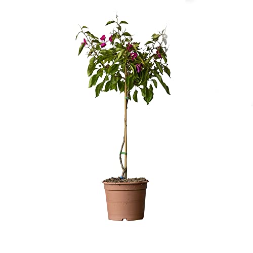 Buganvilla Natural Planta Trepadora Perfecta para los Exteriores del Hogar