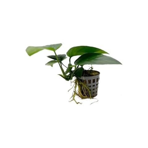 Anubias Nana - Healthy Aquarium Plant Cover