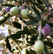 ND PLANT BAZAR Rare Olea europaea European Olive Plant (1 Healthy Live Plant)