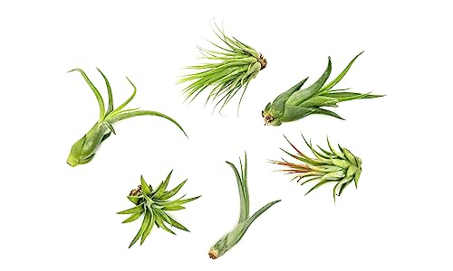 Tillandsia Air Plants Live Indoor Plants (6PK) Airplants Variety Live Plant Kit Tropical Plants Live Houseplants Air Plant Live Succulents Plants Live Plants Indoor House Plants by Plants for Pets