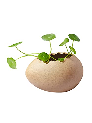 TITA-DONG Décoration simple pour la maison - Imitation coquille d'œuf - Décoration de vase hydroponique moderne et créative - Sculpture pour pot de fleurs - Mini vase en céramique craquelée Cover