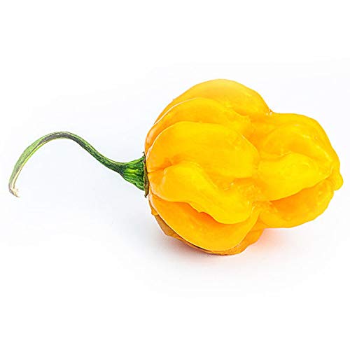 10 semi/graines: SCOTCH BONNET JAUNE 10 SEMI SELEZIONATI - PIMENT CHAUD GIALLO VIABLE VIABLE Cover
