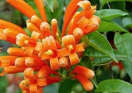 GreenCaart Pyrostegia venusta Begonia venusta Creeper plant Healthy Rooted Plant Cutting On Grow Bag Pack of 1