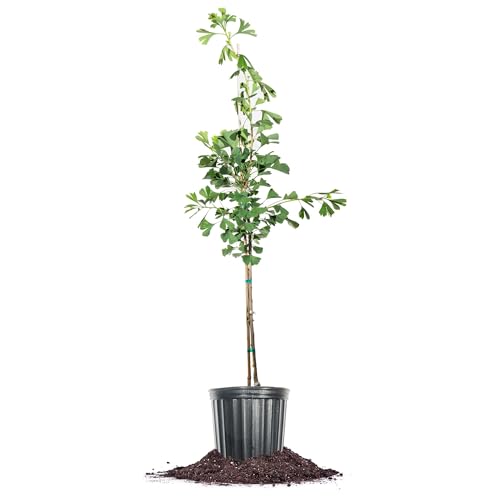 Perfect Plants Ginkgo Tree 5 Gallon | Live Tree for Landscaping | Shade Tree & Autumn Colors