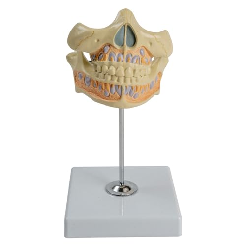 Modelo de anatomía dental con dientes humanos permanentes para estudio de encía