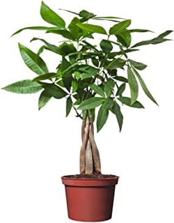 Guruji Plantation Knotted Pachira Plant Indoor Plant For Home and Garden with Pot (Pack of 1) (Green)