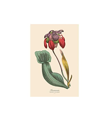 Image of Instant Wall Art Vibrant Botanical Prints: 45 Ready-to-Frame Illustrations for Your Home Decor (Home Design and Decor Gift Series)