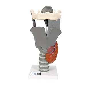 3 B Scientific G20 Functional Larynx Model, 2.5 Times Full Size, 5.5