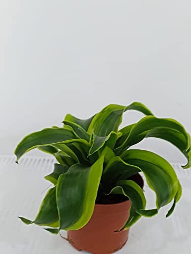 Dracaena Cintho Head 30-40 CM - Fresh Indoor Plants | Low Maintenance, Air-Purifying Greenery for Indoors