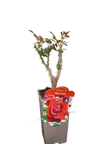 Planta Roja Arbustiva - Rosal Natural Perfecto para Exterior
