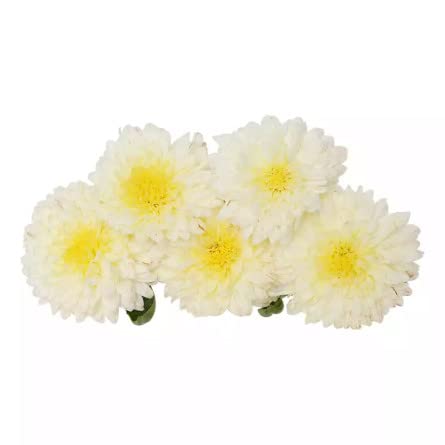 Sevanthi Jamanthi flower