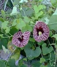 5 Samen von Aristolochia elegans KALIKO BLUMENSAMEN exotischer 5 Samen von Aristolochia elegans KALIKO BLUMENSAMEN exotischer