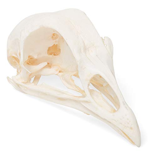 Image of 3B Scientific GmbH T30070 Chicken Skull