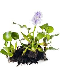 Water Hyacinth Floating Aquatic Plant 5 Live Plants