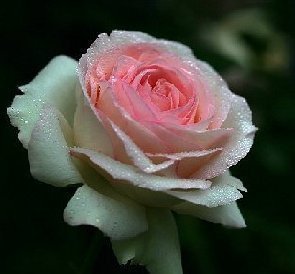 See full amazon price history chart for Sellify Generic Rose Europe rose fragrance full moon fantasy incomparably beautiful 100 flower seeds Sellify Generic Rose Europe rose fragrance full moon fantasy incomparably beautiful 100 flower seeds (B0716HNYZW) Amazon Price History, Amazon Price Tracker