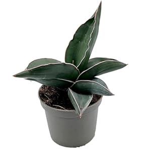 Fangblatt Sansevieria ehrenbergii 'Samurai' Zwergpflanze